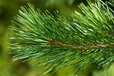 Pinus tabuliformis var. mukdensis - borovice čínská - jehlice2
